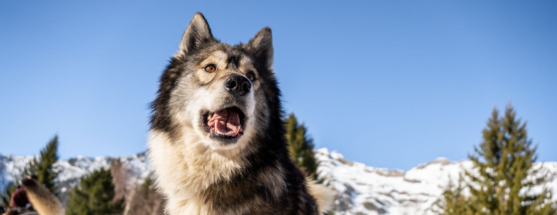 chiens-traineaux-pyrenees