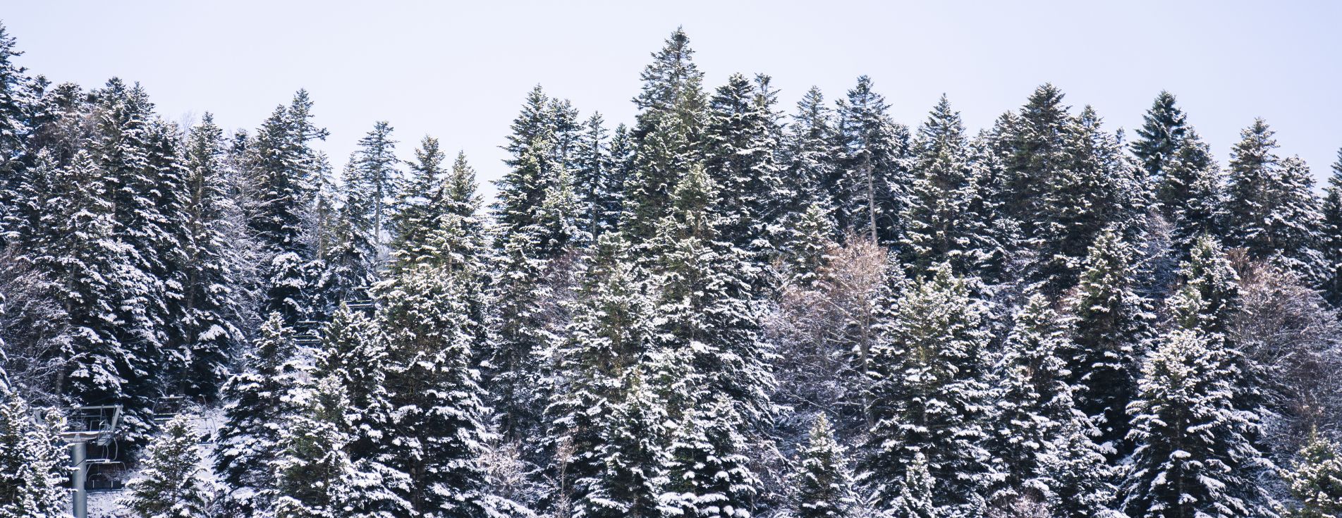 photo-pyrenees-sapins