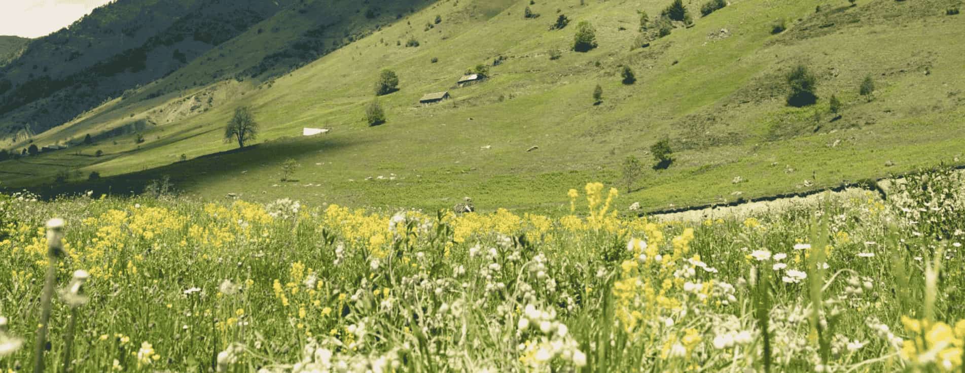 Tout savoir sur les Fleurs des Pyrénées !