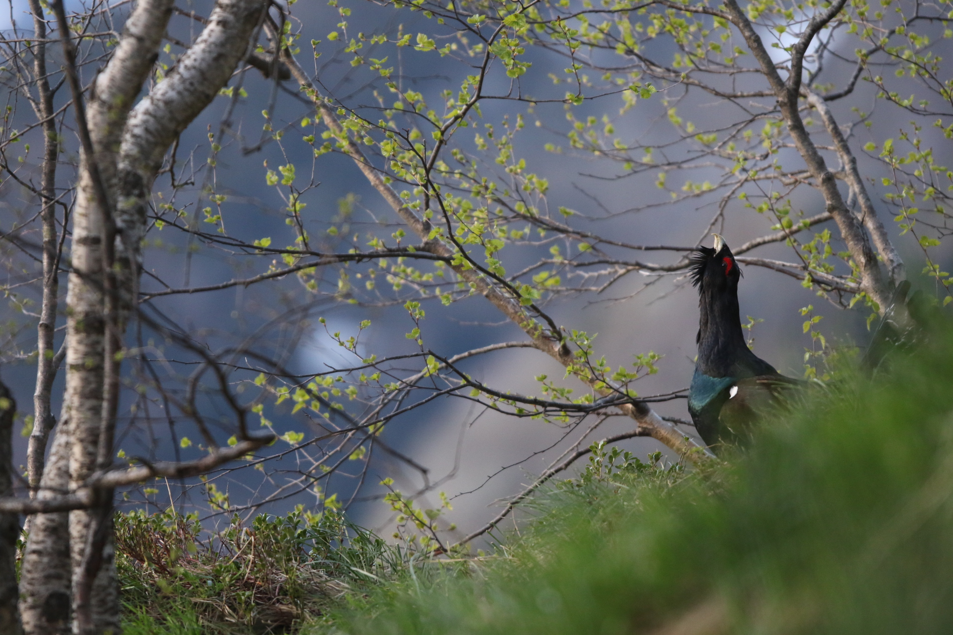 pont d espagne parc nationale des pyrenees