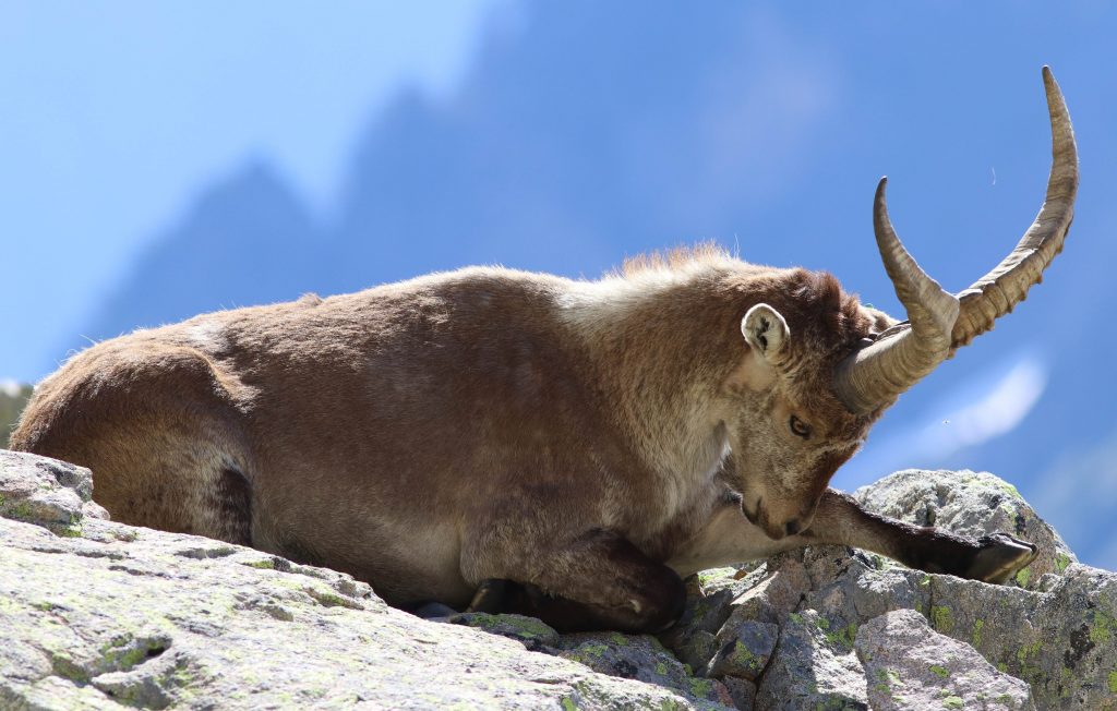 pont d espagne parc nationale des pyrenees