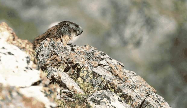 Voir des marmottes dans les Pyrénées